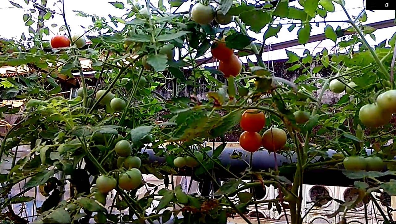 Organic Tomatoes at Vertical aquaponics by Abu Haji