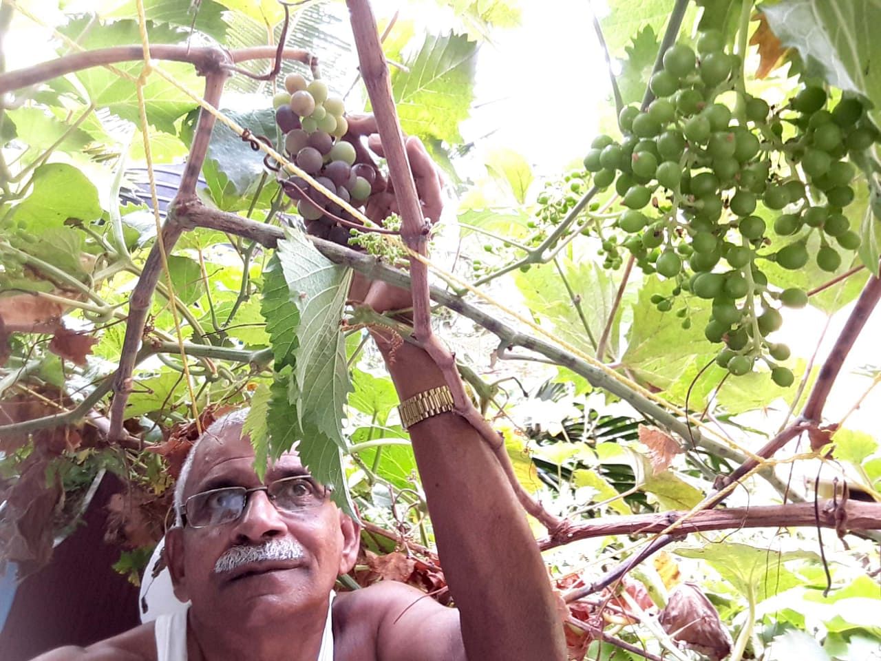 Abu Haji has grown organic grapes in his home
