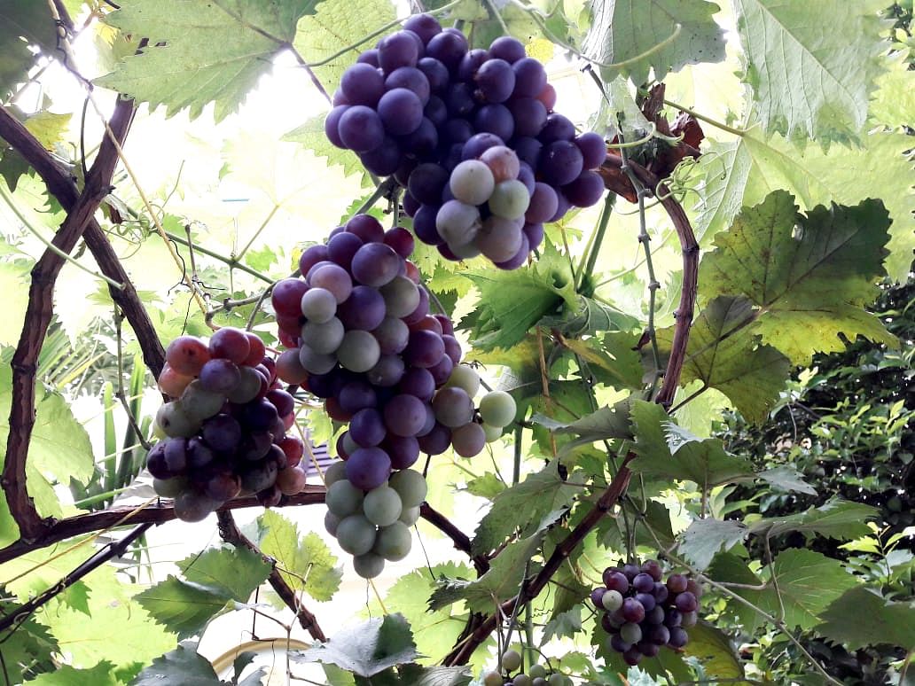 Organic Grapes grown in Ahmed Haji's house