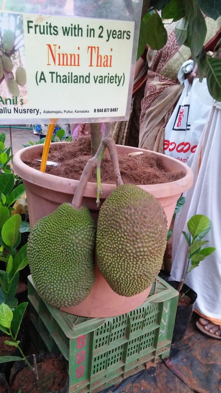 Ninni Thai variety of jack fruit. This plant will start fruiting in just two years