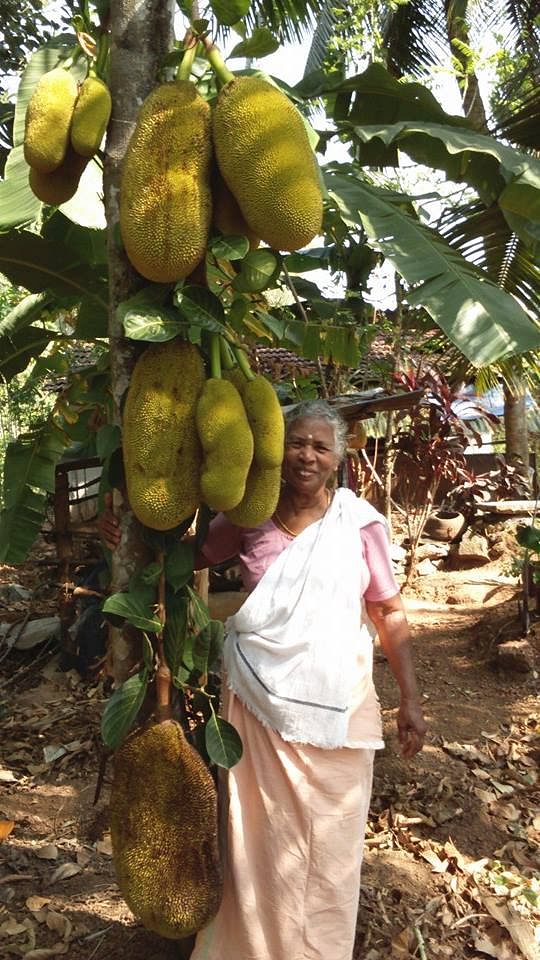 Saraswathi Ammal, mother of Jack Anil is an expert in making ethnic jack fruit dishes