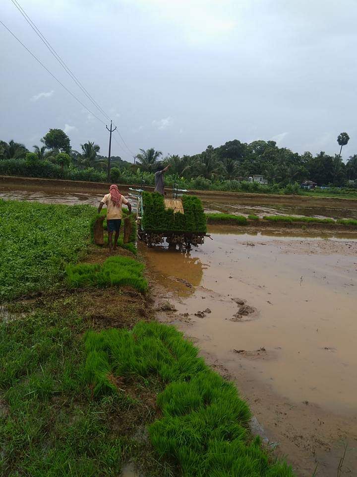 Swaroop is farming rare Kerala rice varieties organically