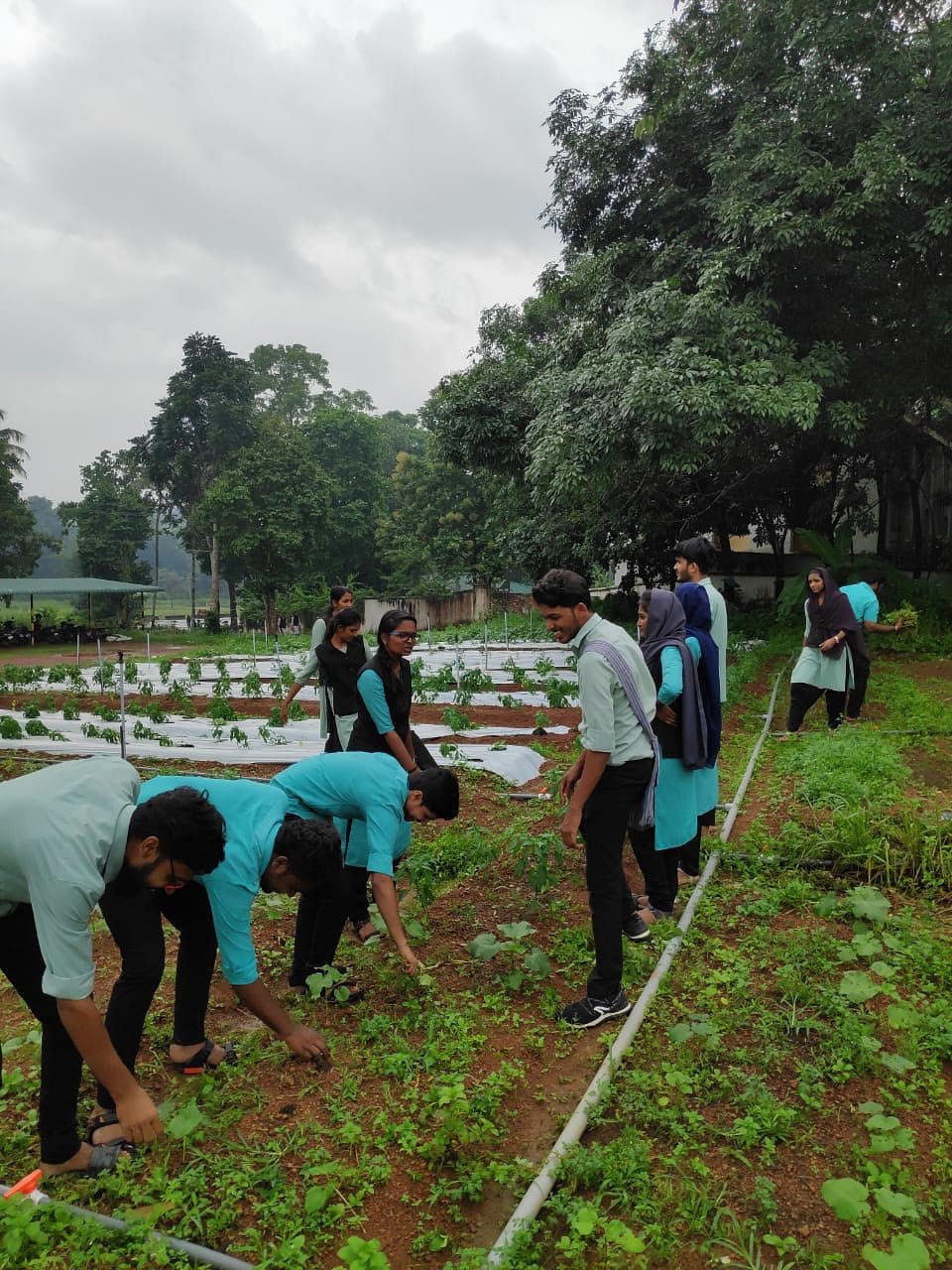 Students of Al Ameen College, Edathala Aluva sowing seeds for the next season