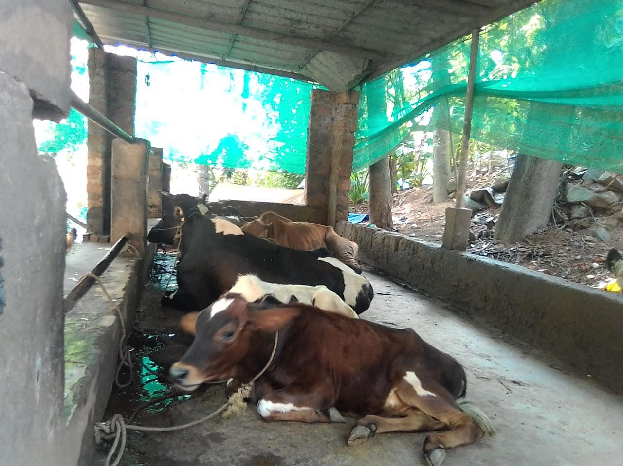 With four cows and many goats, Sreya could meet her expenses with out much difficulty