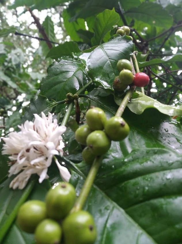 Coffee plantation in Kerala